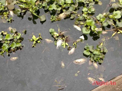 Hàng nghìn con cá chết bất thường nổi trắng trên sông Vinh - ảnh 1