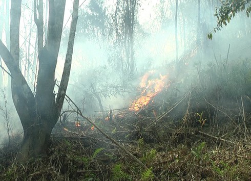 Điều hơn 500 người chữa cháy Vườn quốc gia Hoàng Liên - ảnh 3