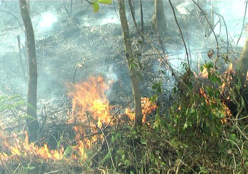 Điều hơn 500 người chữa cháy Vườn quốc gia Hoàng Liên - ảnh 1