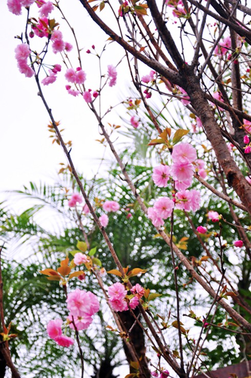 Hoa anh đào khoe sắc giữa Hạ Long - ảnh 3