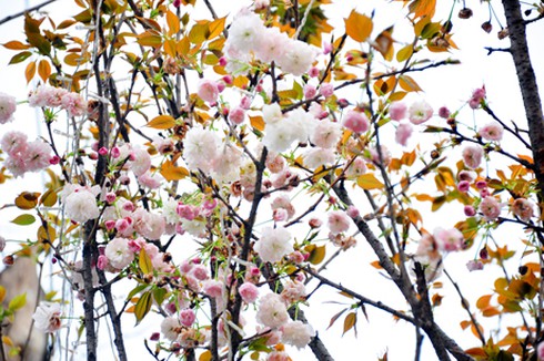 Hoa anh đào khoe sắc giữa Hạ Long - ảnh 1