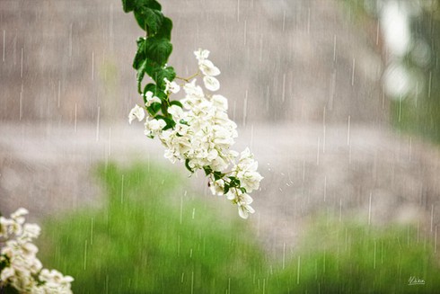 Dự báo thời tiết ngày 19/3: Hà Nội mưa phùn, Sài Gòn nắng nóng - ảnh 1