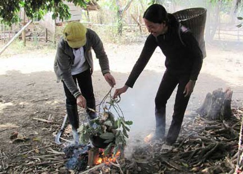 “Săn” kiến vàng chỉ dành cho người dám vào rừng sâu - ảnh 2