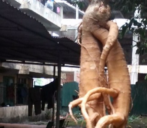 Ăn rễ cây lạ giống sâm, 3 người ngộ độc nặng - ảnh 1