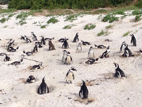 Thu Minh đi trực thăng cùng chồng du ngoạn Nam Phi - ảnh 10