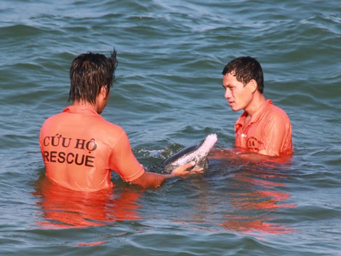Cứu hộ cá heo dài hơn 2 mét tại Vịnh Nha Trang - ảnh 2