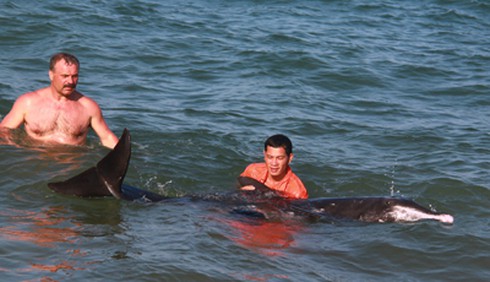 Cứu hộ cá heo dài hơn 2 mét tại Vịnh Nha Trang - ảnh 1