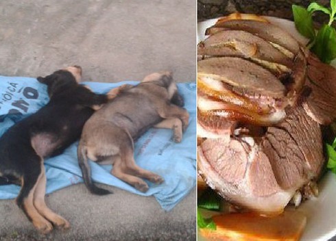 Ăn thịt chó bắt trộm, hiểm họa thuốc cực độc Trung Quốc - ảnh 1