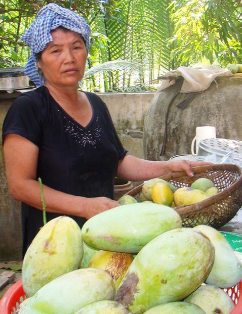 Vĩnh Long: Được mùa giá rẻ, nhà vườn lượm xoài cho... bò ăn - ảnh 1