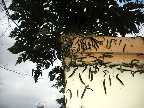 Lâm Đồng: Xuất hiện sâu