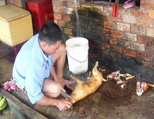 Đột nhập “pháp trường xử trảm chó” - ảnh 1