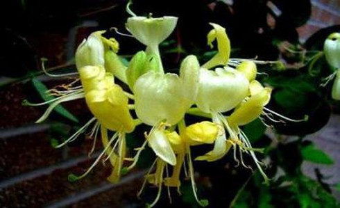 Hoa kim ngân chữa viêm tuyến lệ, phòng chống tiểu đường - ảnh 2