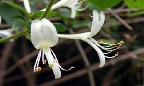Hoa kim ngân chữa viêm tuyến lệ, phòng chống tiểu đường - ảnh 1