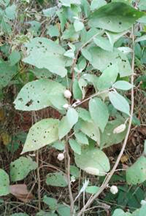 Thực hư về