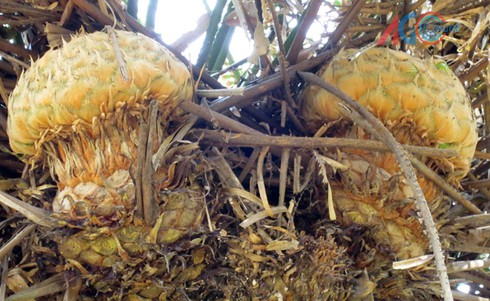 Ngạc nhiên ngắm thiên tuế cổ thụ ra trái mùa nắng - ảnh 1