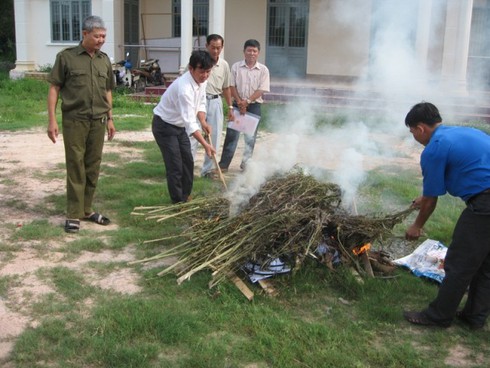 Phát hiện trồng cần sa đã cao 2m trong vườn - ảnh 1