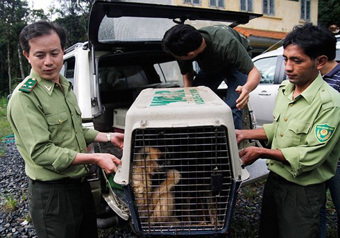 Thả vượn đen má vàng về rừng tự nhiên - ảnh 2