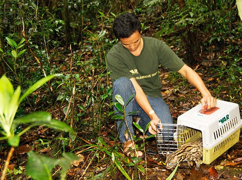 Thả vượn đen má vàng về rừng tự nhiên - ảnh 3