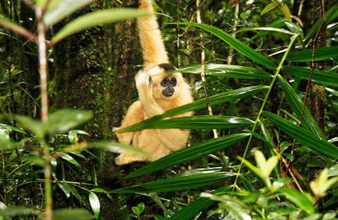 Thả vượn đen má vàng về rừng tự nhiên - ảnh 1