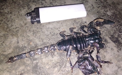 Phú Yên: Bò cạp