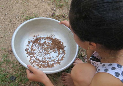 Mối nguy hại từ nhân nuôi sâu gạo - ảnh 1