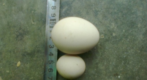Kinh ngạc phát hiện trứng gà, trứng vịt