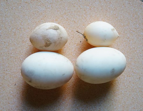 Kinh ngạc phát hiện trứng gà, trứng vịt