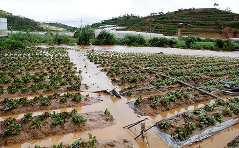 Lâm Đồng: Mưa đá lớn đập nát nhiều diện tích hoa, dâu tây - ảnh 1
