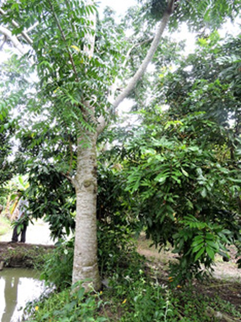 Ra vườn chơi dưới mưa, một trẻ bị sét đánh chết - ảnh 1