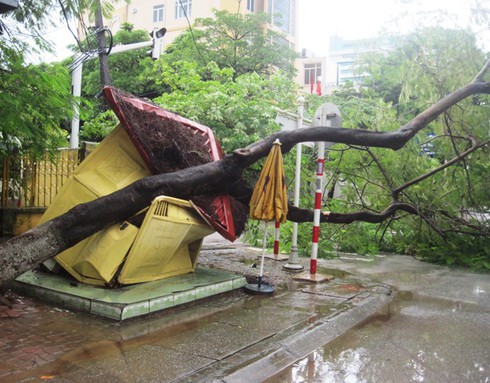 Thanh Hóa: Mưa to gió lớn, cây phượng đổ đè bẹp bốt CSGT - ảnh 1