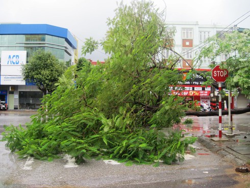 Thanh Hóa: Mưa to gió lớn, cây phượng đổ đè bẹp bốt CSGT - ảnh 5