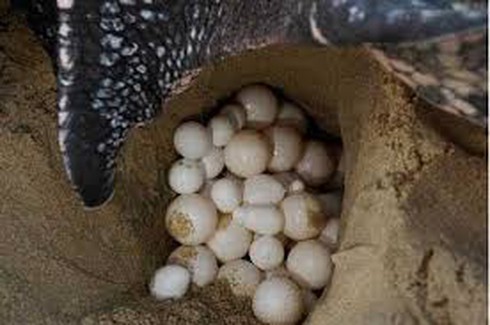 Rùa biển lên bờ đẻ 80 trứng tại đảo Hòn Khô - ảnh 1