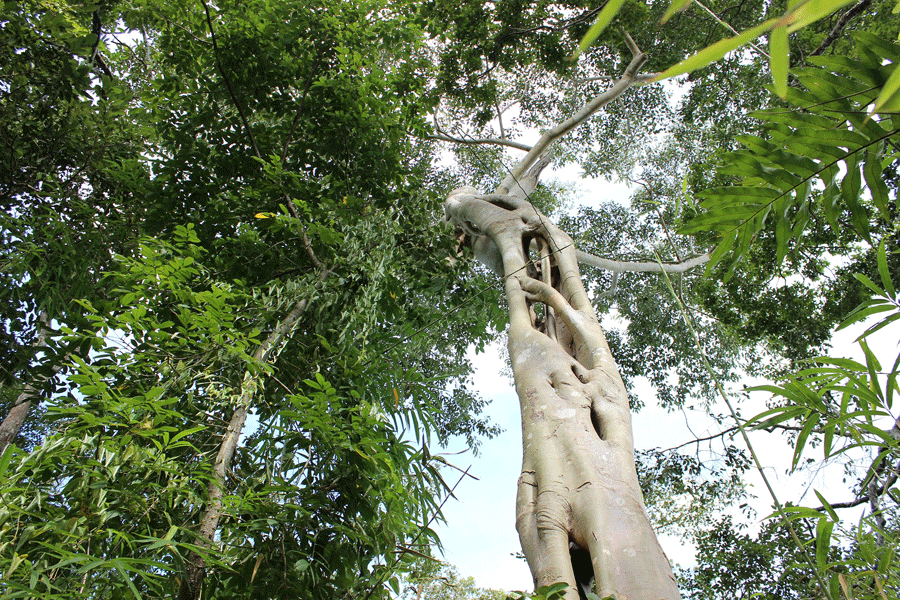 Thực hư lời đồn về