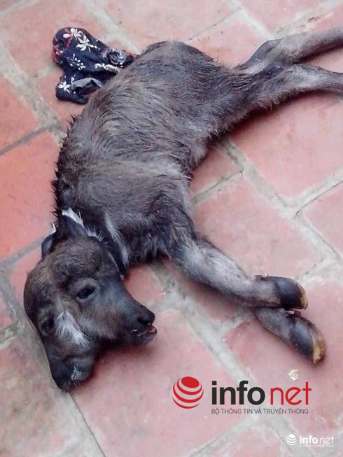 Nghé con 2 đầu thu hút hàng trăm người dân hiếu kỳ - ảnh 1