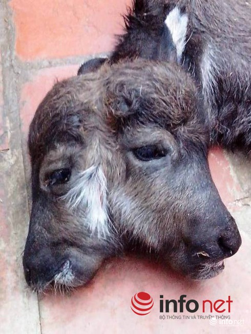 Nghé con 2 đầu thu hút hàng trăm người dân hiếu kỳ - ảnh 2