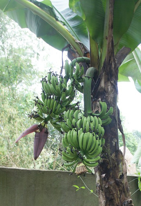Cây chuối trổ cùng lúc 2 buồng - ảnh 1