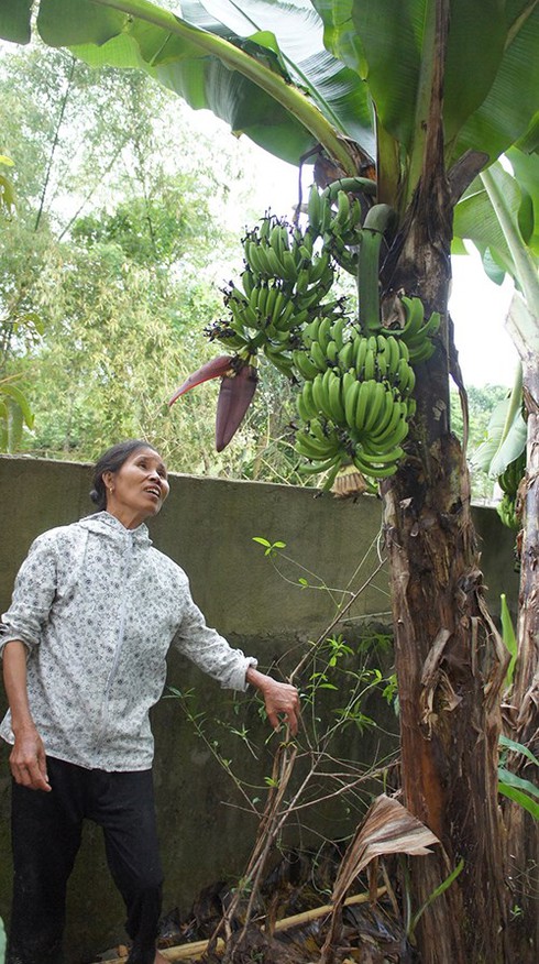 Cây chuối trổ cùng lúc 2 buồng - ảnh 2