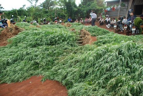 Trồng 610 cây cần sa ngay trong vườn nhà - ảnh 1