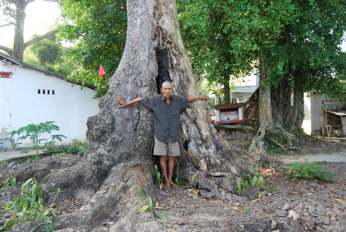 Những cây cổ thụ dọc đường Tây Ninh - ảnh 1