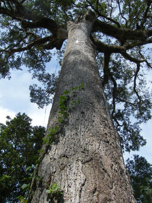 Những cây cổ thụ dọc đường Tây Ninh - ảnh 2