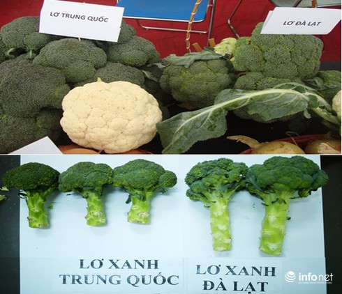Phân biệt 7 loại rau củ quả Trung Quốc và Đà Lạt - ảnh 4