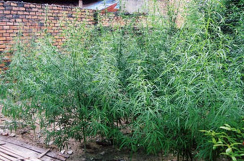 Vi phạm pháp luật vì trồng... cần sa - ảnh 1