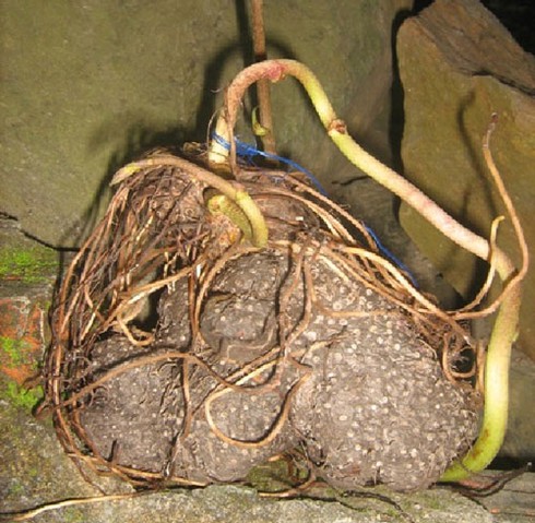 Khoai dái chữa rắn cắn - ảnh 1