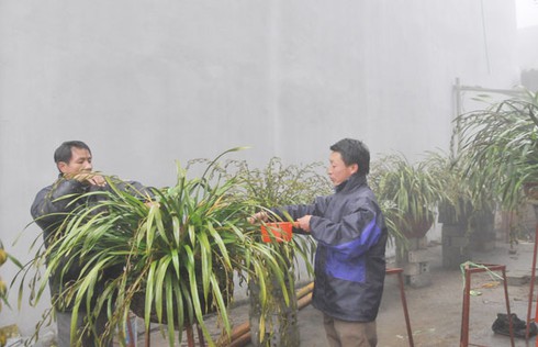 Sa Pa “cháy” hoa lan - ảnh 1