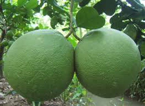 Cách chọn bưởi ngon nhất với bưởi Diễn, bưởi da xanh, bưởi Năm Roi - ảnh 2