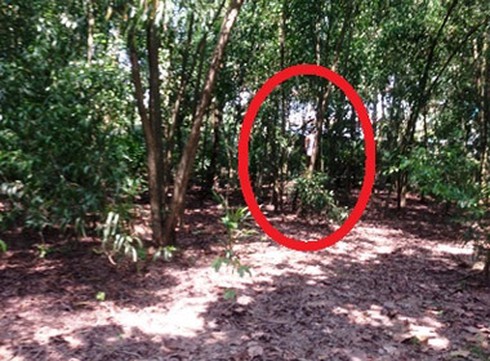 Đi làm đầu năm phát hiện xác chết trong rừng tràm - ảnh 1