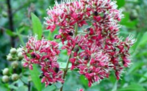 Chữa bế kinh với cây lá móng tay - ảnh 1