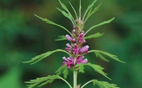 Chữa bế kinh với cây lá móng tay - ảnh 2