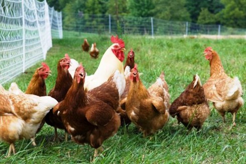 Xử lý vụ lãnh đạo xã “ăn” gà của nông dân nghèo - ảnh 1