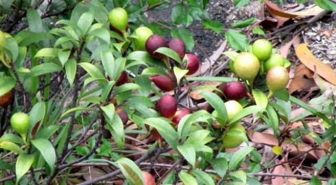 Cách chữa tắc tia sữa với cây vú bò - ảnh 1